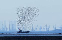鳥浪